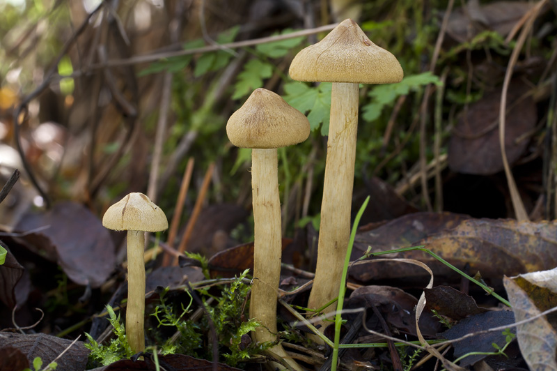 Cortinarius cinnamomeoluteus